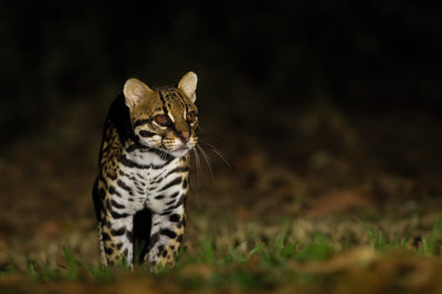 Ocelot 