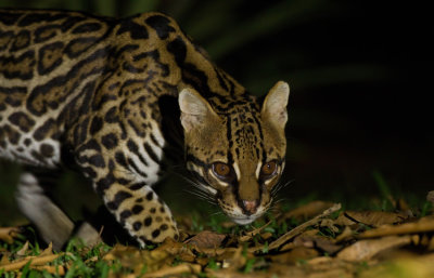 Ocelot 