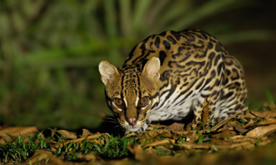 Ocelot 
