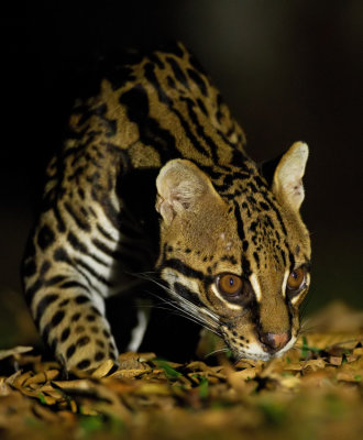 Ocelot 