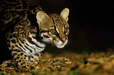 Ocelot 