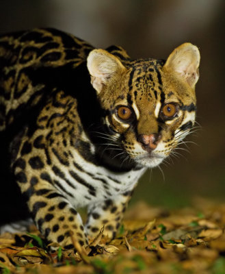 Ocelot 