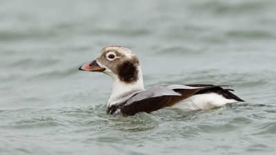 Long-tailed duck / IJseend 