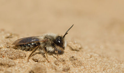 Grey-backed Mining-bee / Grijze zandbij