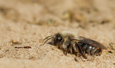 Grey-backed Mining-bee / Grijze zandbij