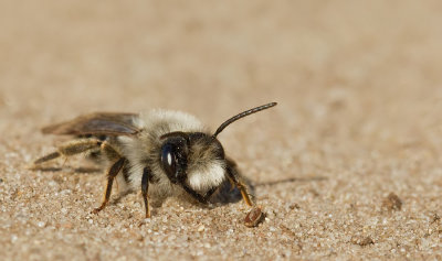 Grey-backed Mining-bee / Grijze zandbij