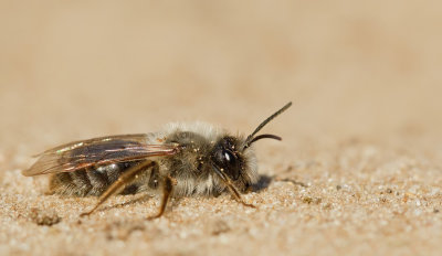 Grey-backed Mining-bee / Grijze zandbij