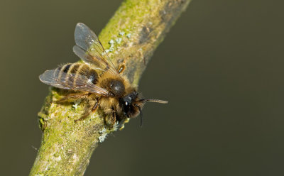 Yellow-legged Mining-bee / Grasbij 