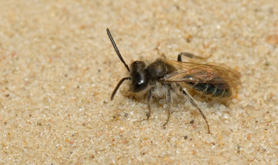 Andrena ventralis / Roodbuikje