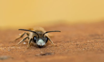 Andrena ventralis / Roodbuikje