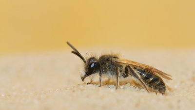 Andrena ventralis / Roodbuikje