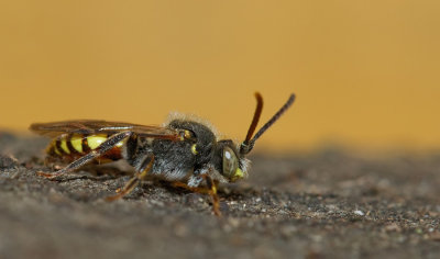 Yellow-shouldered Nomad Bee / Geelschouderwespbij