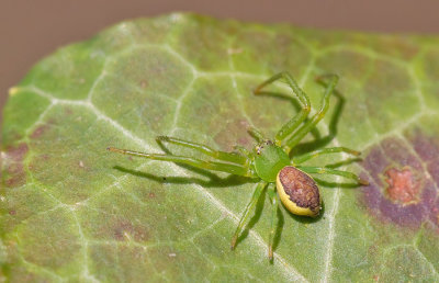 Diaea dorsata / Groene Krabspin 