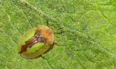 Cassida vibex / Roestige distelschildpadtor 
