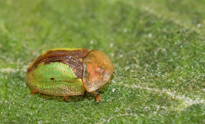 Cassida vibex / Roestige distelschildpadtor 