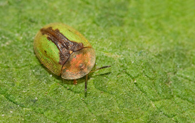 Cassida vibex / Roestige distelschildpadtor 