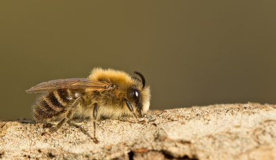 Early Colletes / Grote zijdebij