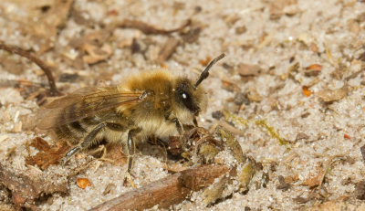 Early Colletes / Grote zijdebij