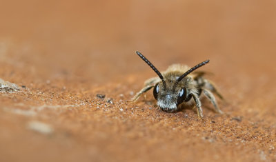 Common Mini-mining Bee / Gewone dwergzandbij