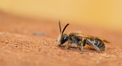 Common Mini-mining Bee / Gewone dwergzandbij