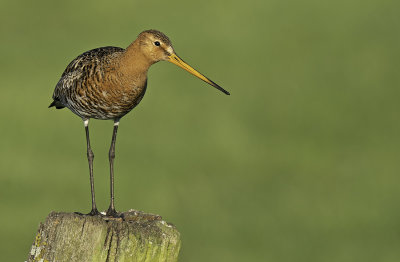 Black-tailed godwit / Grutto 