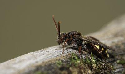 Fork-jawed Nomad / Gewone dubbeltand