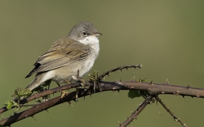 Common White-throat / Grasmus