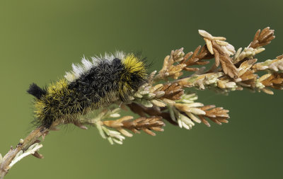 Dicallomera fascelina / Grauwe borstel