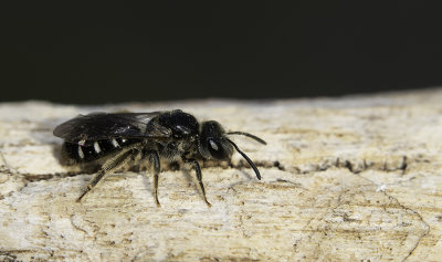 Lasioglossum quadrinotatulum / Steilrandgroefbij