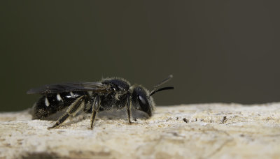 Lasioglossum quadrinotatulum / Steilrandgroefbij