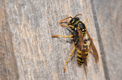 European paper wasp / Franse Veldwesp