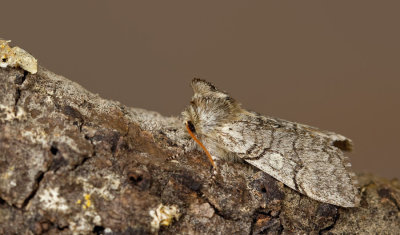 Achlya flavicornis / Lente-orvlinder