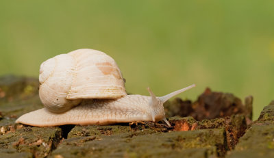 Snails / Slakken