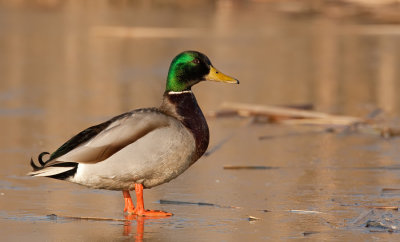 Mallard / Wilde eend 
