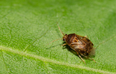 Deraeocoris lutescens / Loofboomhalsbandwants