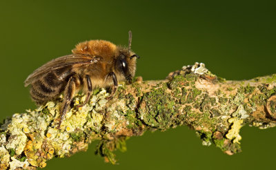 Early Colletes / Grote zijdebij