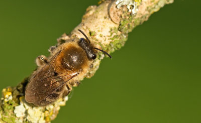 Early Colletes / Grote zijdebij