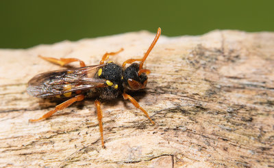 Nomada fucata / Kortsprietwespbij