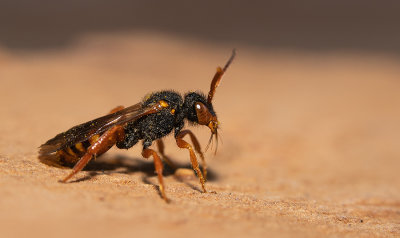 Nomada bifasciata / Bonte wespbij 