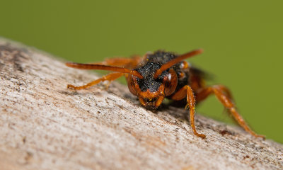 Nomada bifasciata / Bonte wespbij 