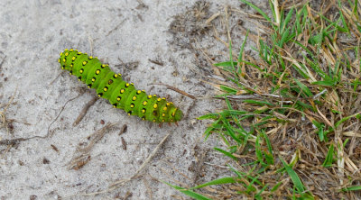 Emperor Moth / Nachtpauwoog