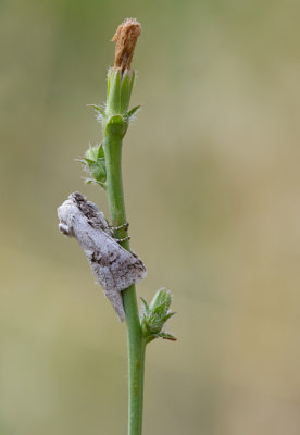 Parahypopta caestrum