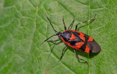 Deraeocoris trifasciatus / Rood-zwarte halsbandwants