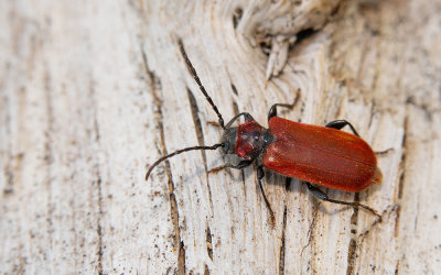 Pyrrhidium sanguineum / Vuurboktor
