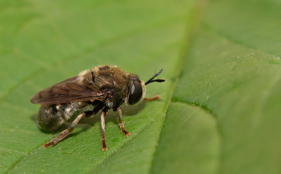 Microdon devius / Kalkknikspriet