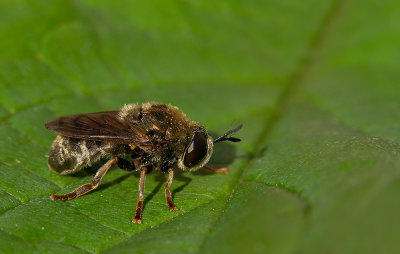 Microdon devius / Kalkknikspriet