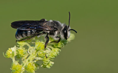 Andrena agilissima / Blauwe zandbij