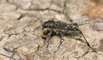 Xylotrechus rusticus / Grijze wespenboktor