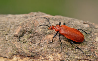 Pyrochroa serraticornis / Roodkopvuurkever