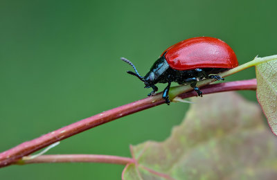Poplar leaf beetle / Populierenhaantje